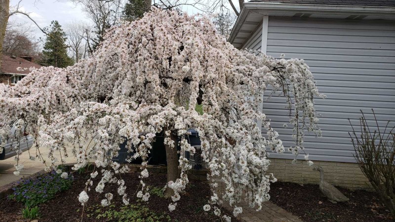 16179095842465787953925783736711