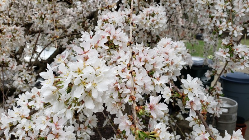 16179099581767715438682489008118