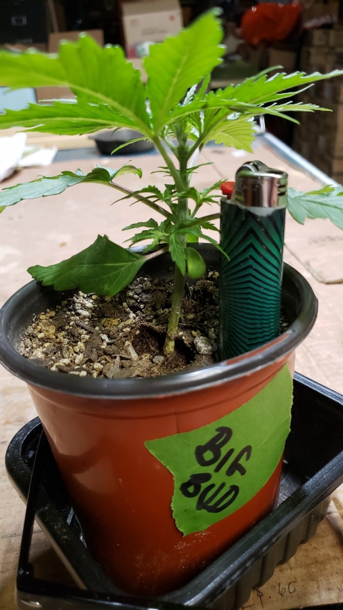 16179182717704004251398165156605