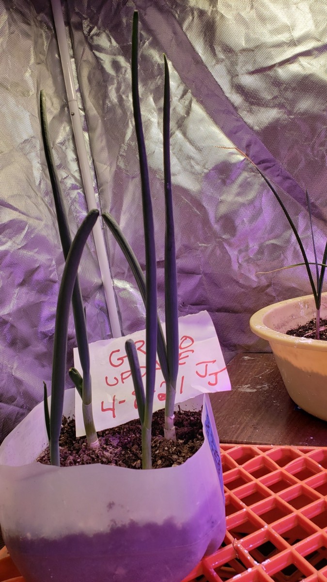 16179250855008083389228700522658