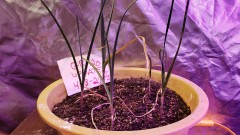 1617925188734883288770843350251