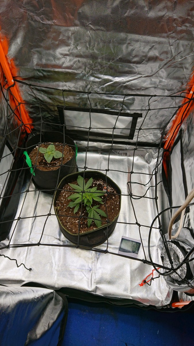 obscura1617970542116