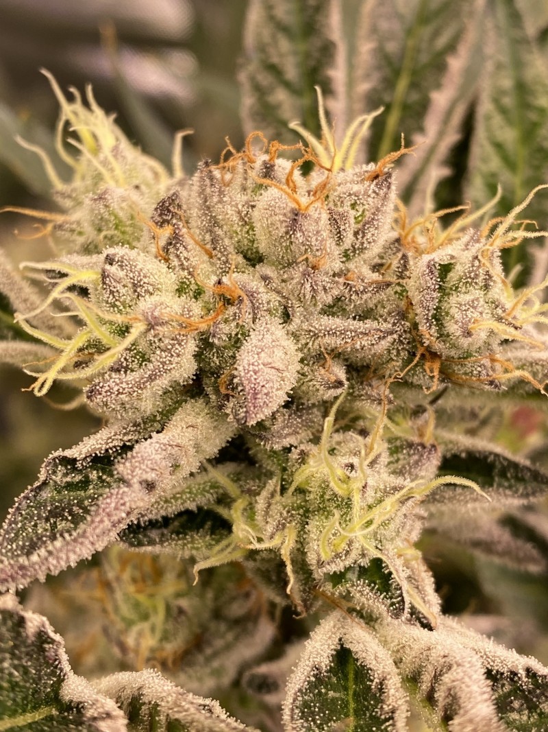 CD03B7DF-7B01-437A-8E4B-D8663E365333