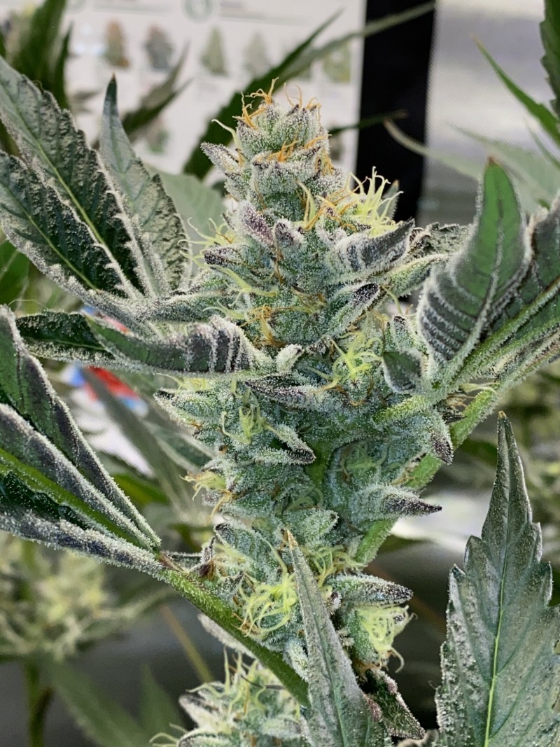 4DFF804A-27BE-4090-862F-445C3ECAE5CD