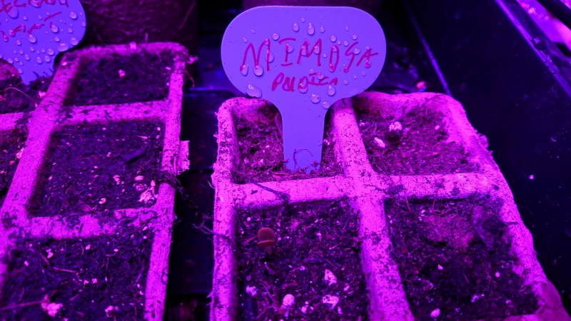 obscura1618147598572