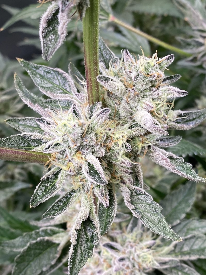 B5530BB8-5427-45F4-9753-82F945FEA860