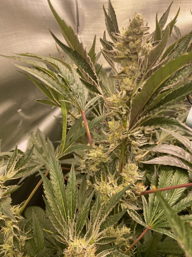 2F84FF55-FF9C-4409-82AA-9CD3B82FABAB