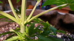 16182439772341150553578415984074