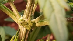 16182440725008569868524160692015