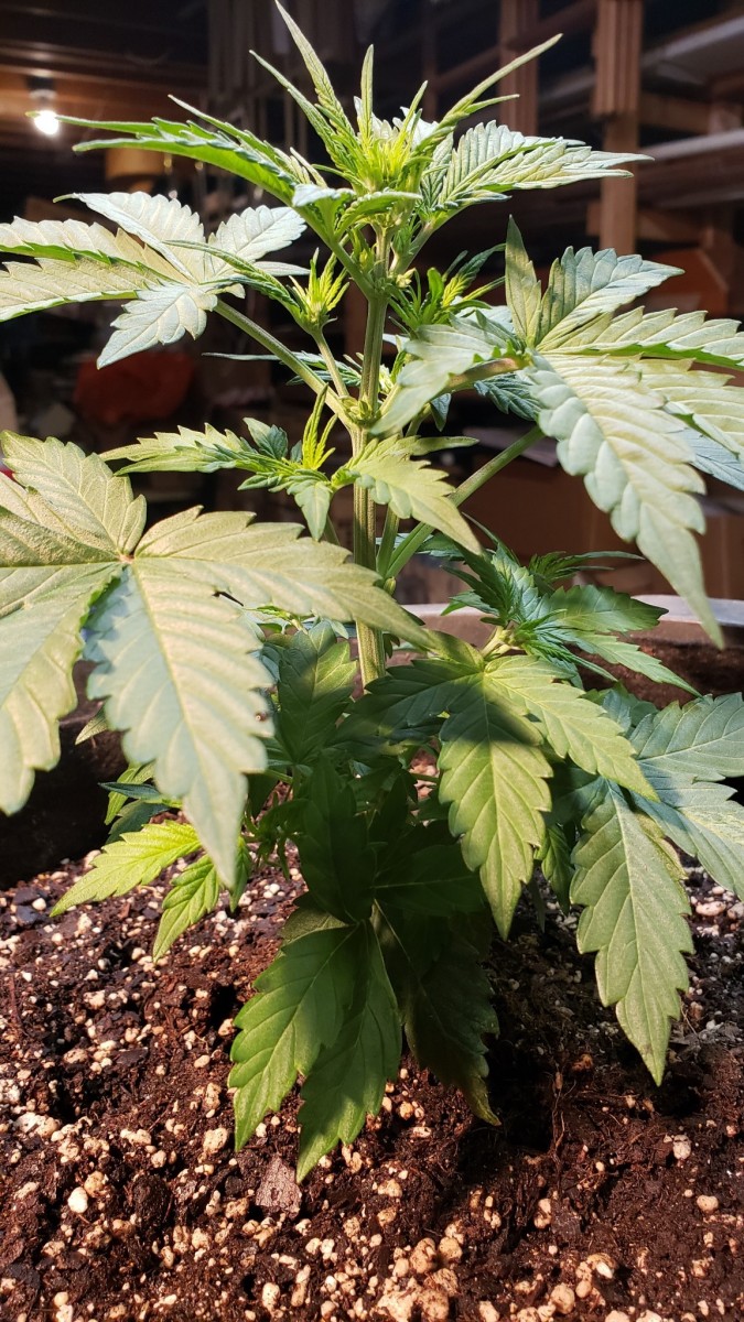 16182441292523349999702154763160