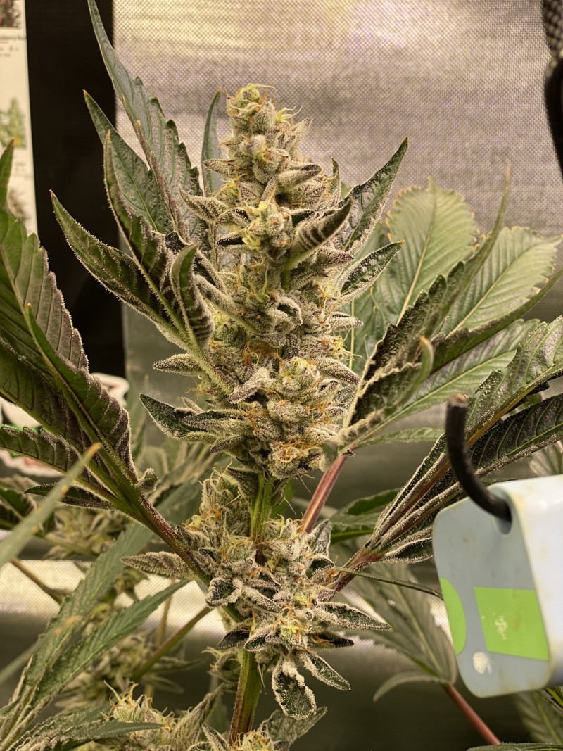 AEF40CBC-24A5-403A-933B-0292B675CF34