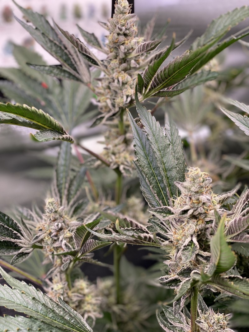 D1D40F37-41A5-42AC-9F90-FDE39764C32C