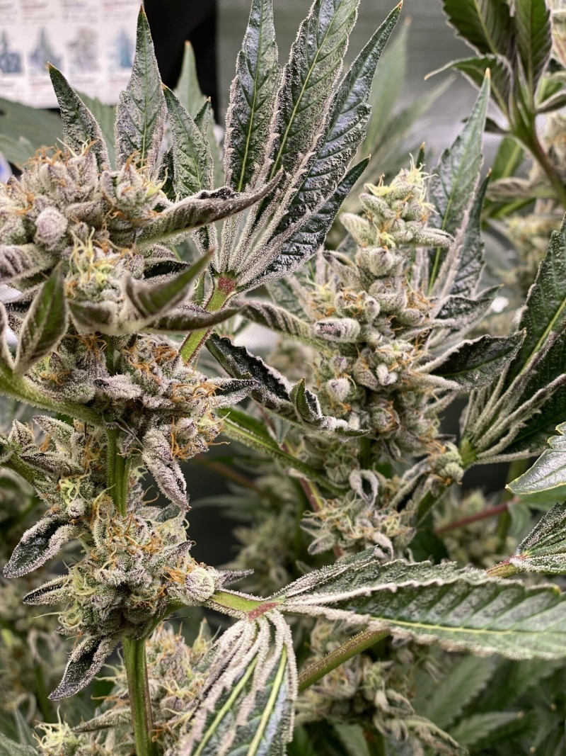 75CFFBAE-EF29-42D6-9276-37304EF21FB3