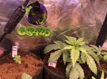 90BD06E3-4640-4A4D-9F53-94288A960341