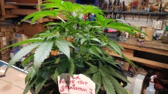 16183533940842671375349580210469