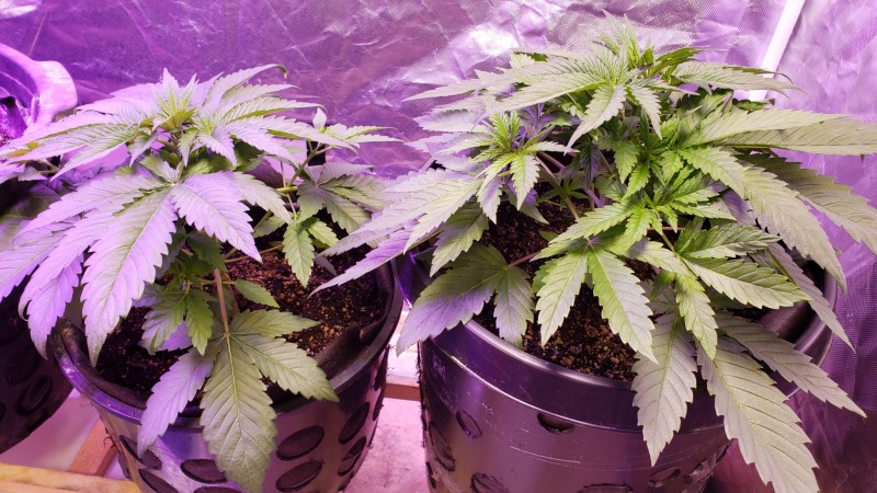 16183536794641155308676911289226