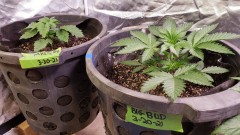 16183537301478261563878810259986