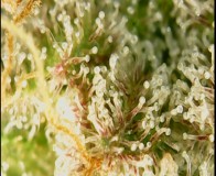 Screenshot_20210414-190107_OTG View