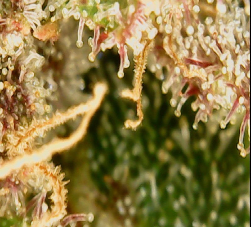 Screenshot_20210414-190149_OTG View