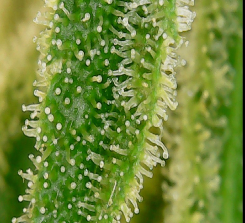 Screenshot_20210414-190217_OTG View