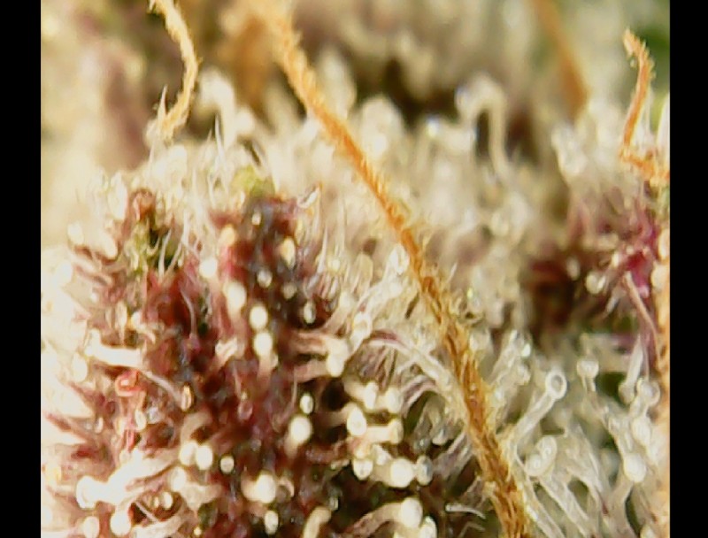 Screenshot_20210414-190420_OTG View