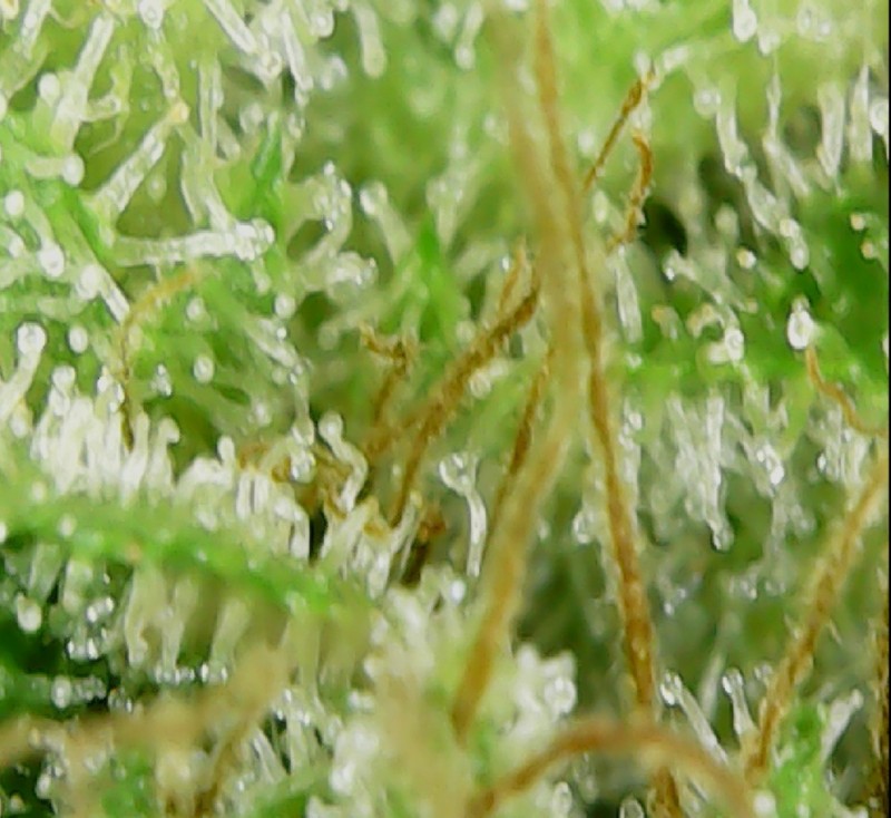 Screenshot_20210414-190610_OTG View