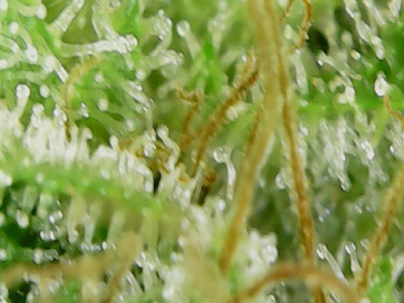 Screenshot_20210414-190612_OTG View