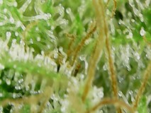 Screenshot_20210414-190612_OTG View