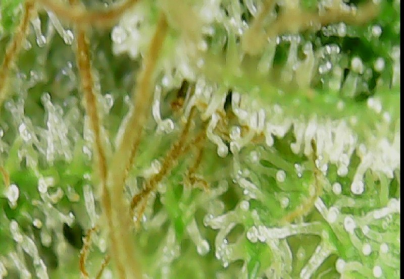 Screenshot_20210414-190614_OTG View