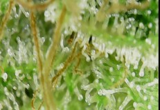 Screenshot_20210414-190614_OTG View