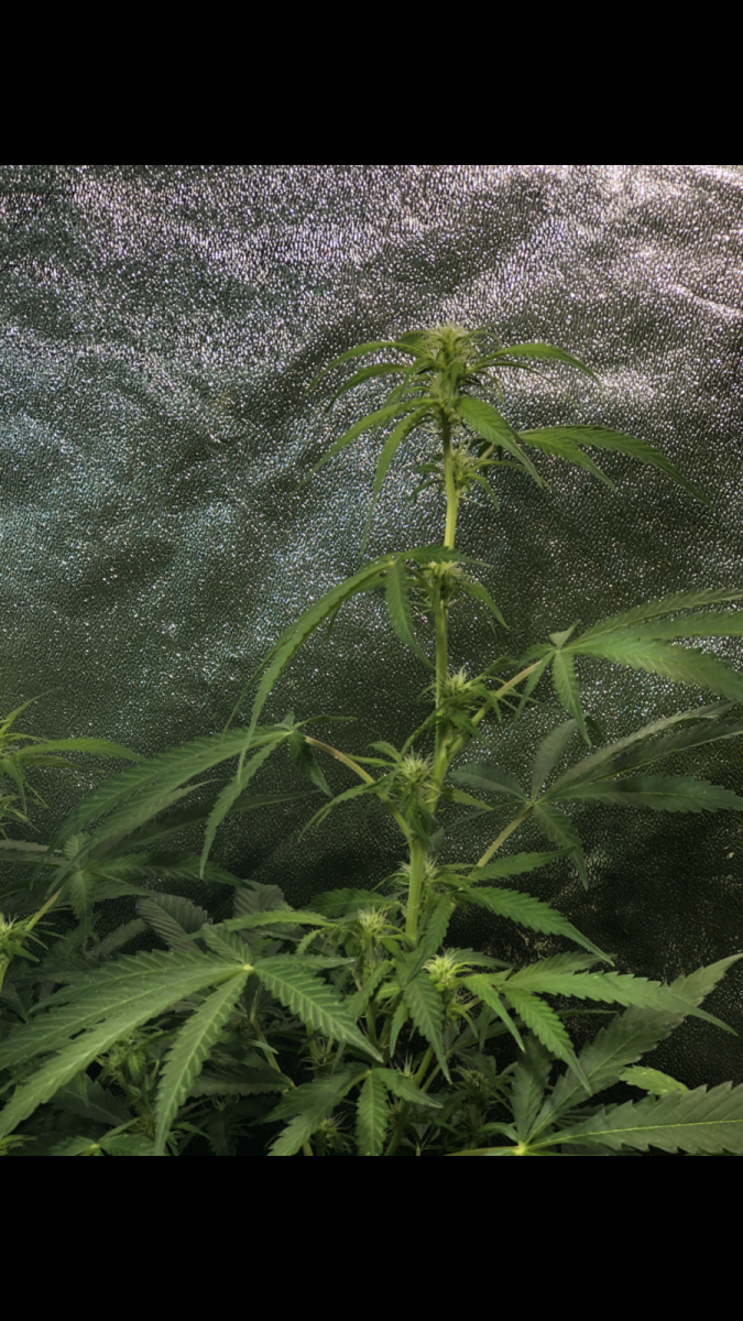 143DDD83-5D46-4718-8A1F-A64F54203288