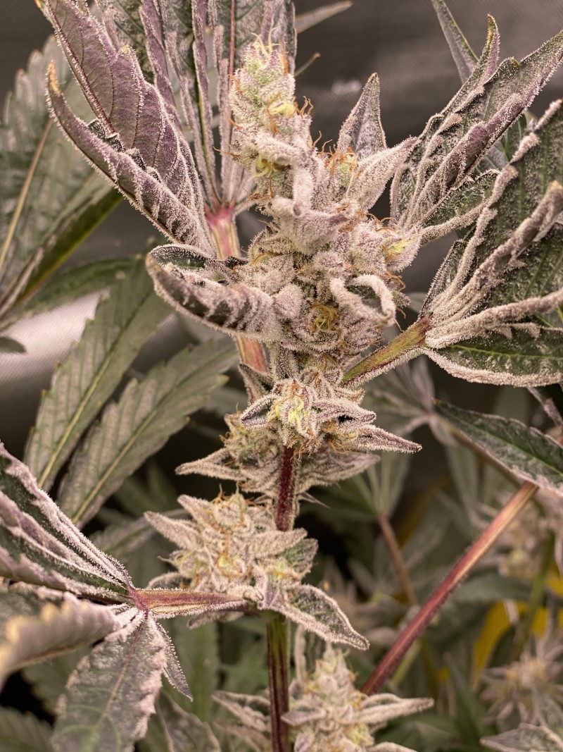 9F3534D3-D37A-4335-8E44-29B476BEF87C