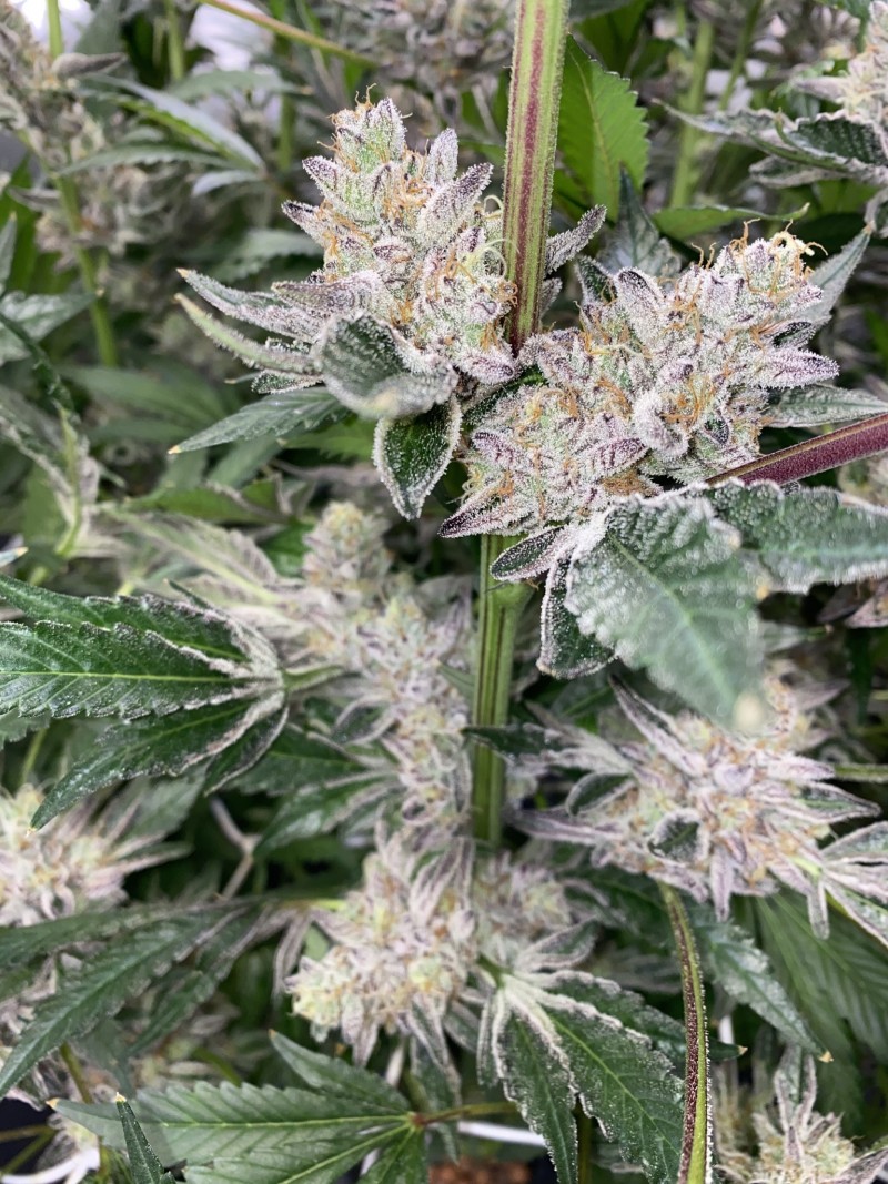 264BDBFD-D439-40D0-8981-F2274FB830B3