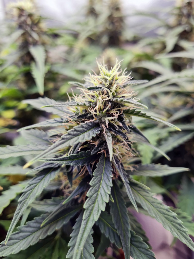 Day 52 bud you later