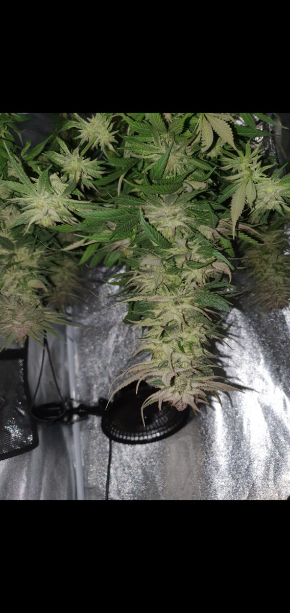 Screenshot_20210418-215507_Gallery