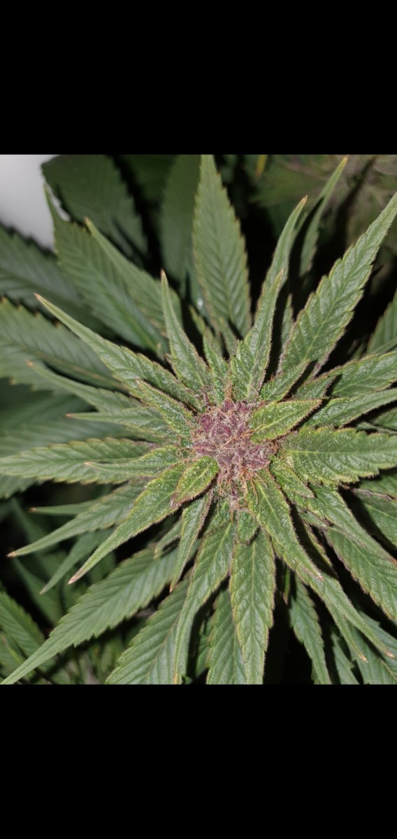 Screenshot_20210418-215425_Gallery