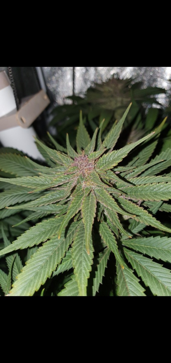 Screenshot_20210418-215409_Gallery