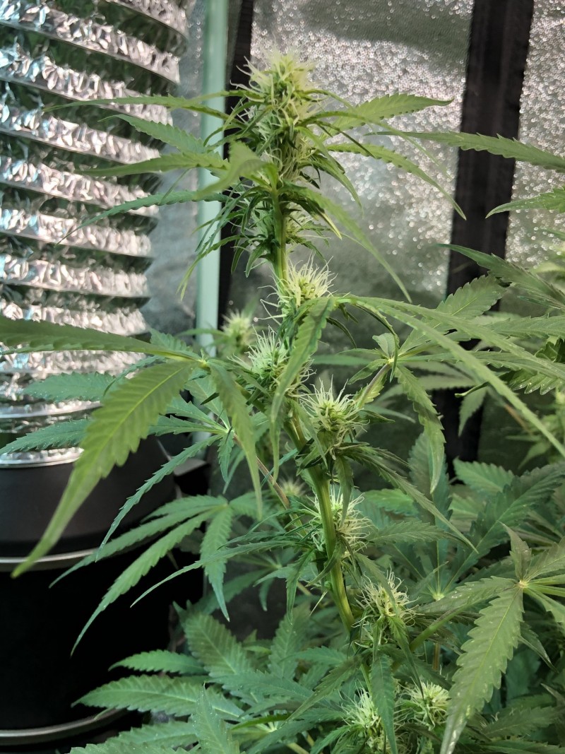 AC71FA6F-FFFE-43C9-93DC-0ED42C96812C