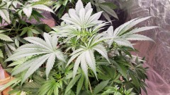 16188766384307040231325140494643