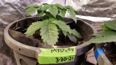 16188767831542706281504172964931