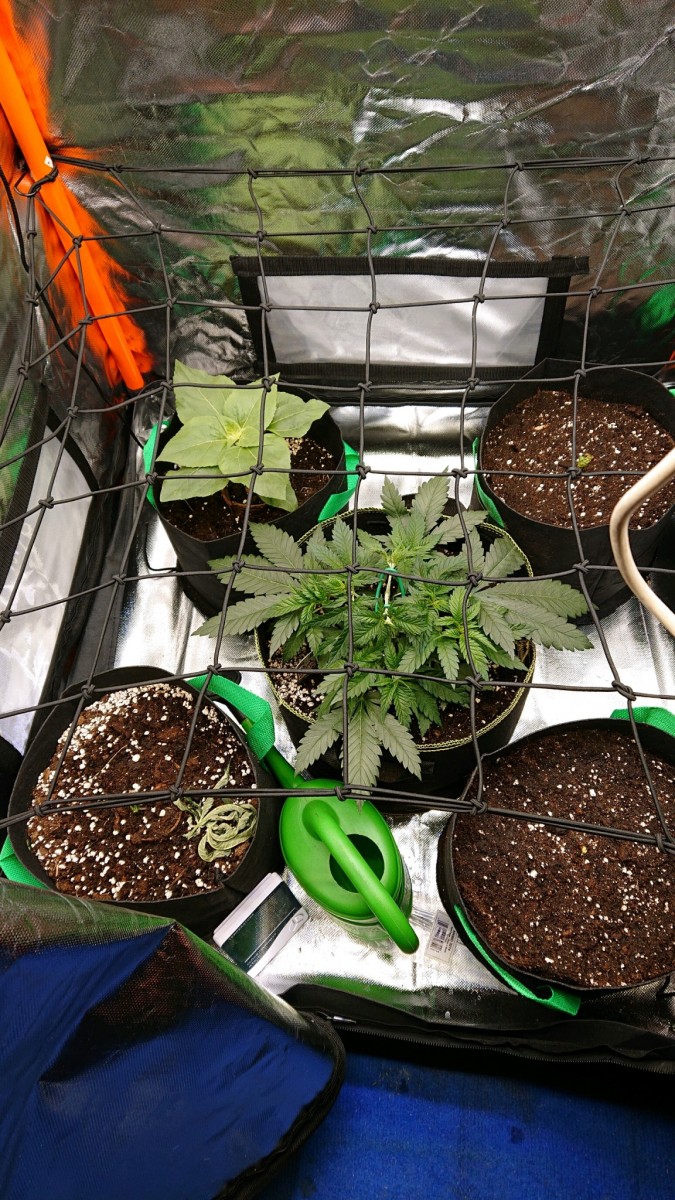 obscura1619029816394