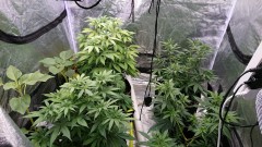 obscura1619034198052