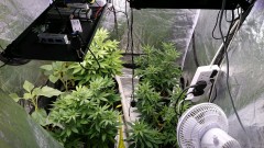 obscura1619096696942