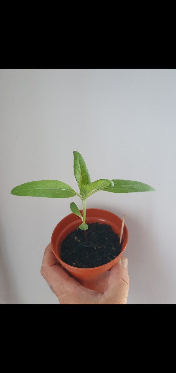 Screenshot_20210424-194025_Gallery