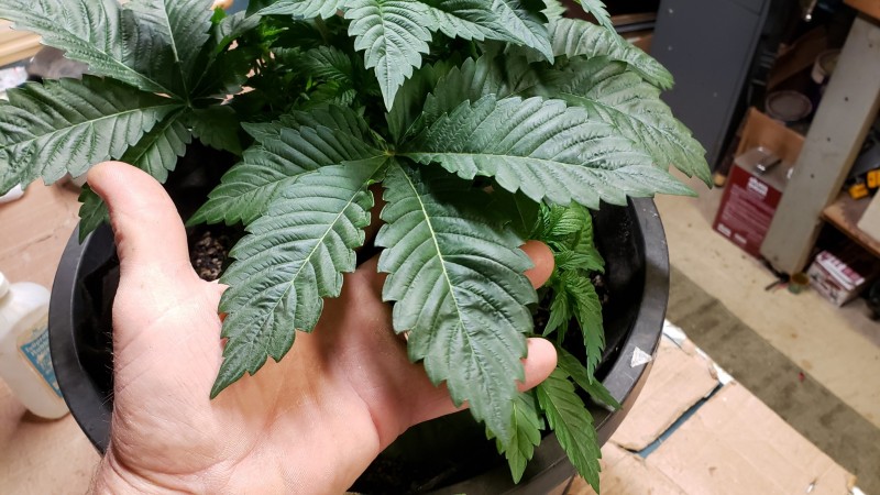 16194888388841455128322814576330