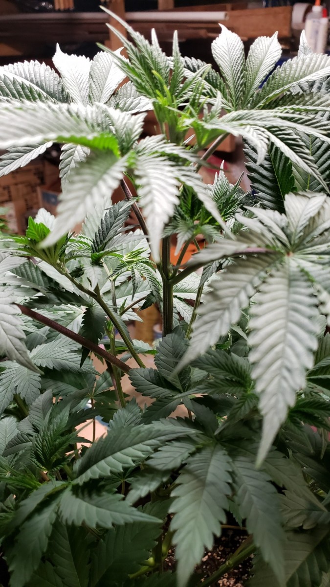 16194892313005181502193262954428