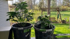 16195271859162051081485299243392