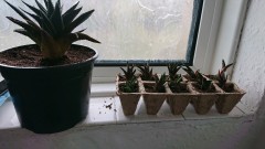 obscura1619535968435