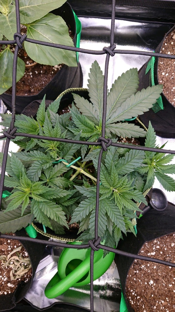 obscura1619542293409