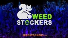 mn seedsockers blue bk